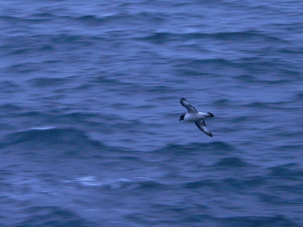 Cape Petrel