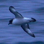 Cape Petrel