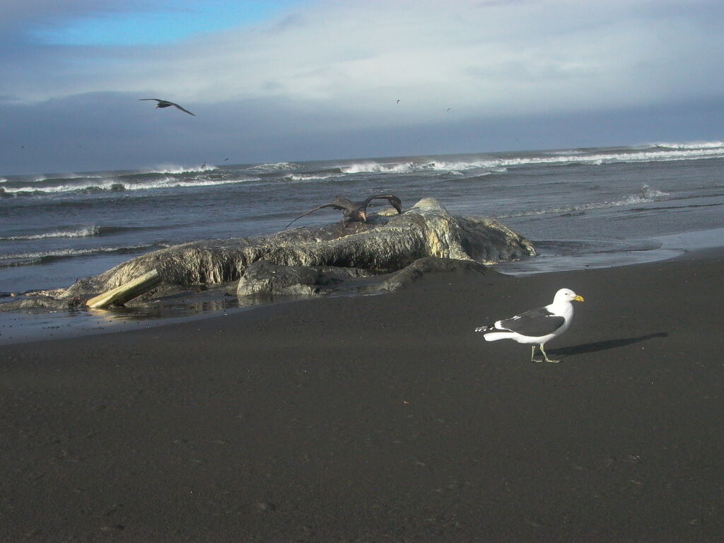 Goéland dominicainadulte