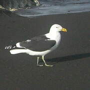 Kelp Gull