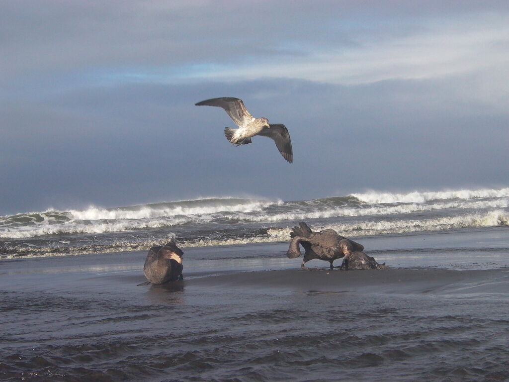 Kelp Gulljuvenile