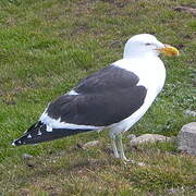 Kelp Gull