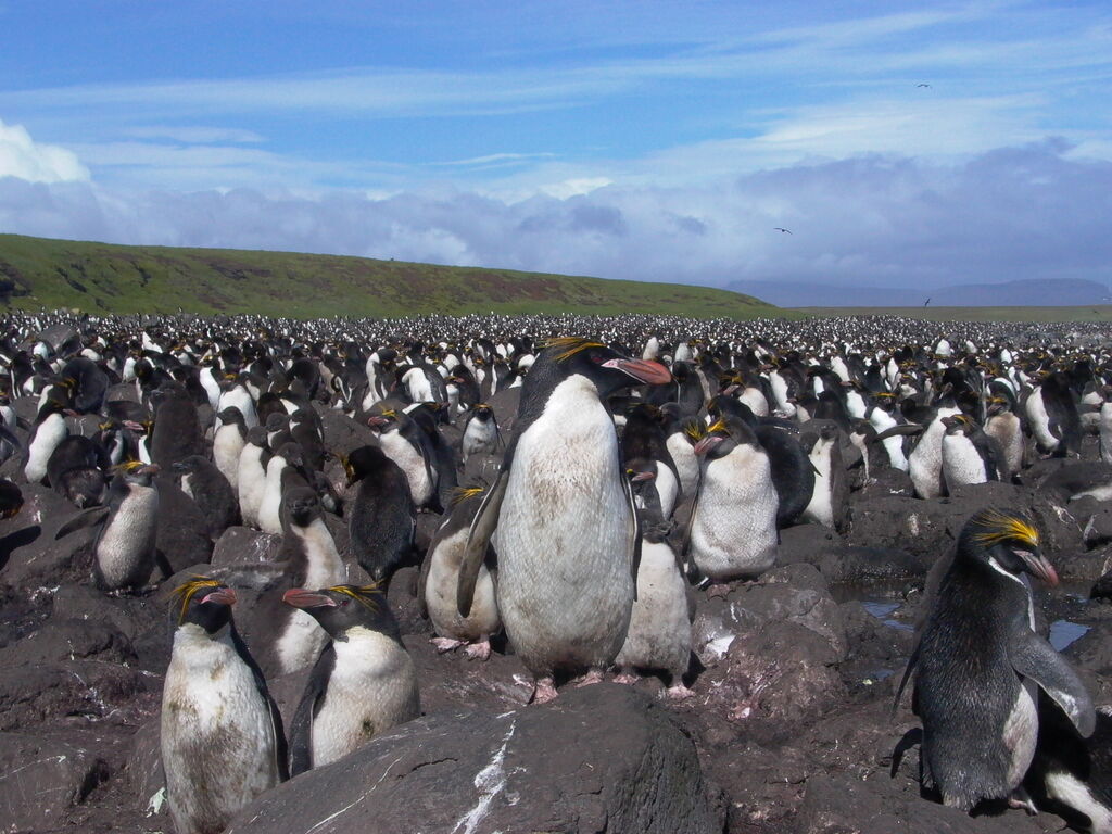 Macaroni Penguin