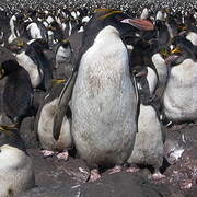 Macaroni Penguin