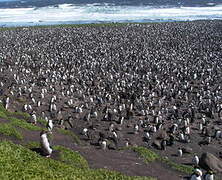 Macaroni Penguin