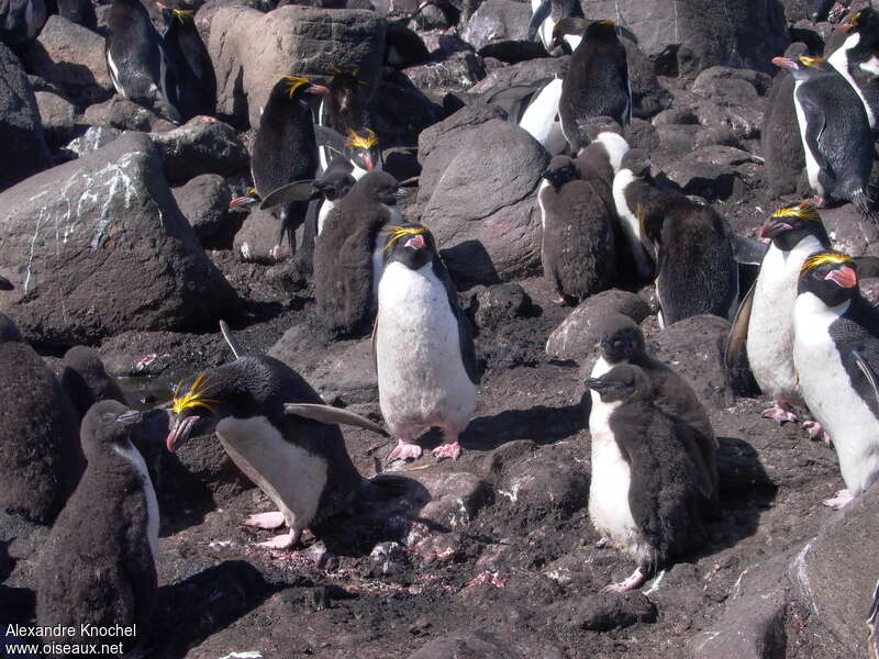 Macaroni Penguin, pigmentation, Reproduction-nesting, colonial reprod.
