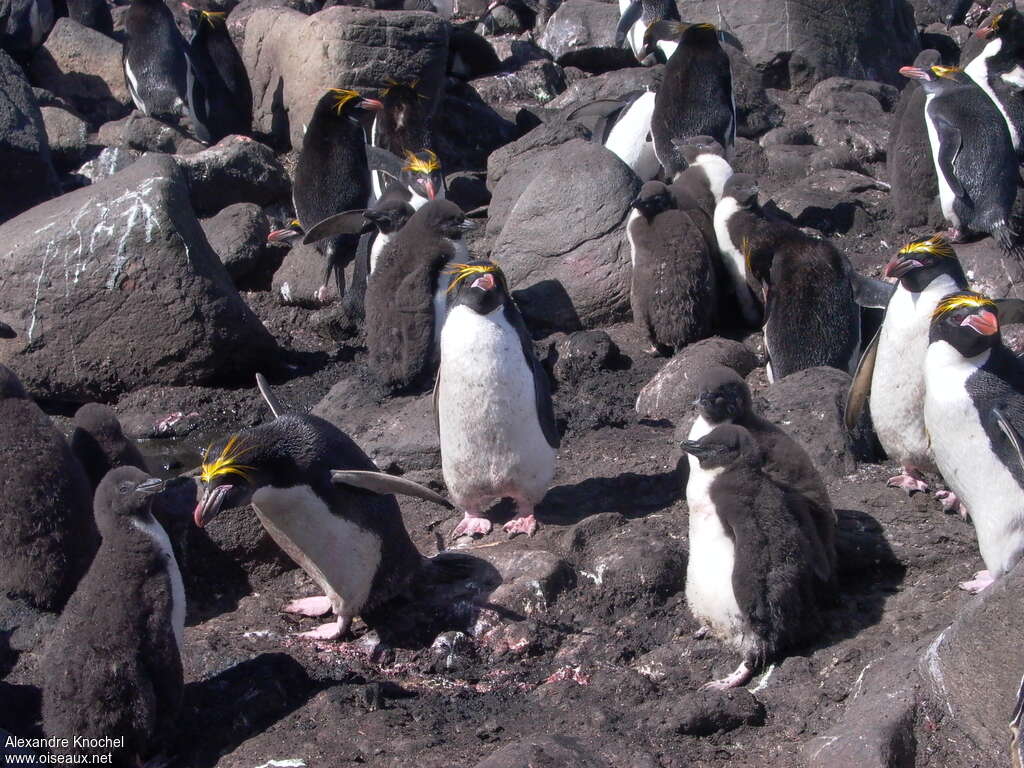 Macaroni Penguin, pigmentation, Reproduction-nesting, colonial reprod.