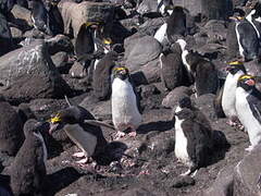 Macaroni Penguin