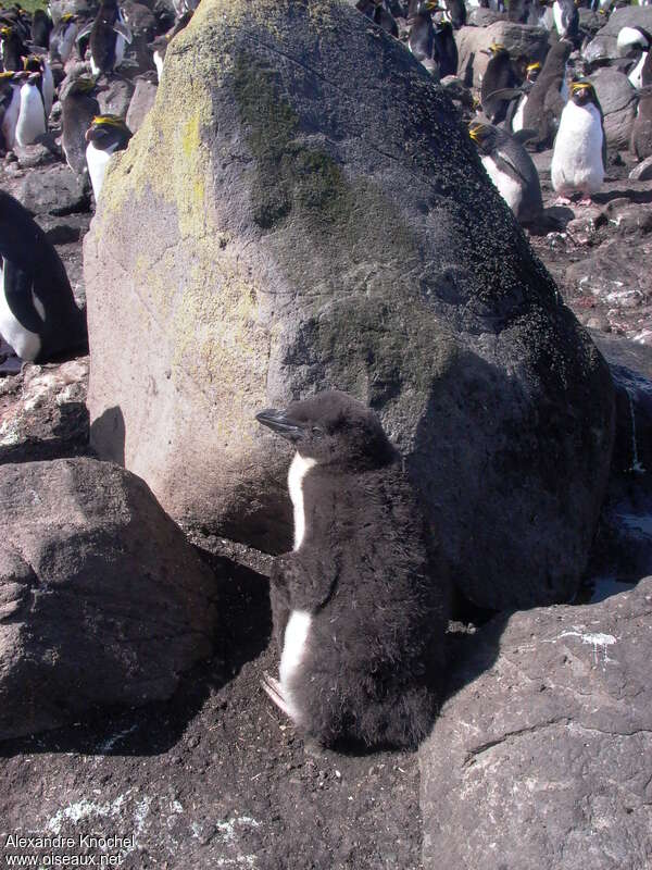 Macaroni PenguinPoussin, identification