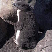 Macaroni Penguin