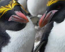 Macaroni Penguin