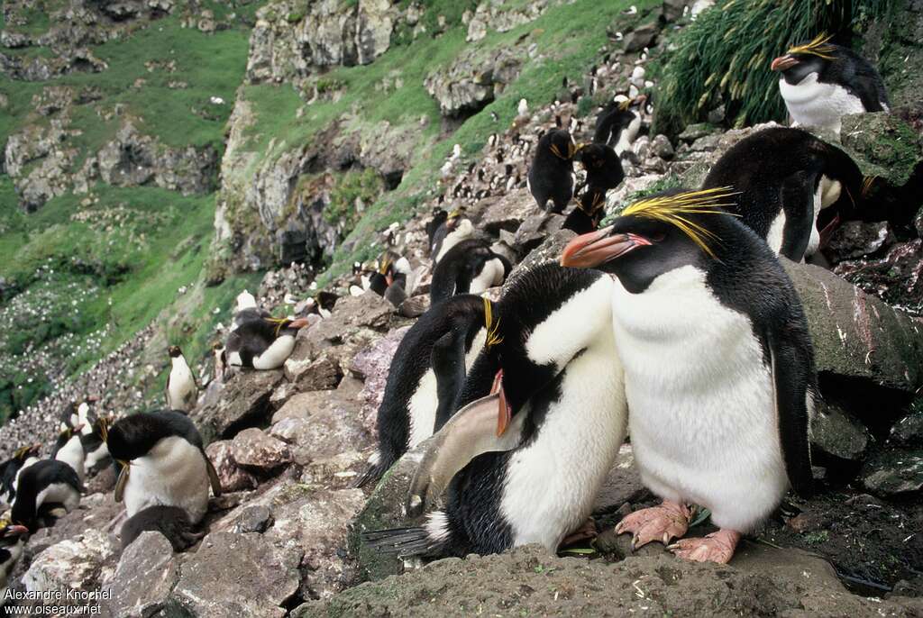 Macaroni Penguinadult breeding, identification