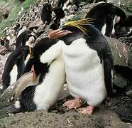 Macaroni Penguin