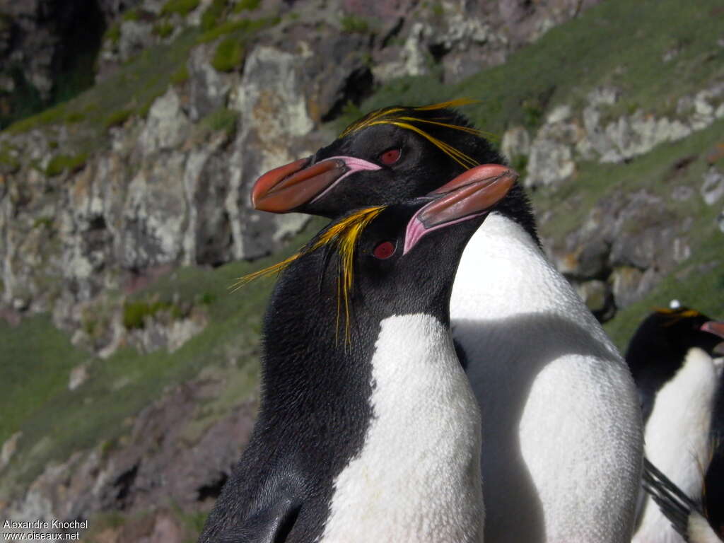 Macaroni Penguinadult breeding, pigmentation, courting display