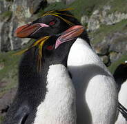 Macaroni Penguin