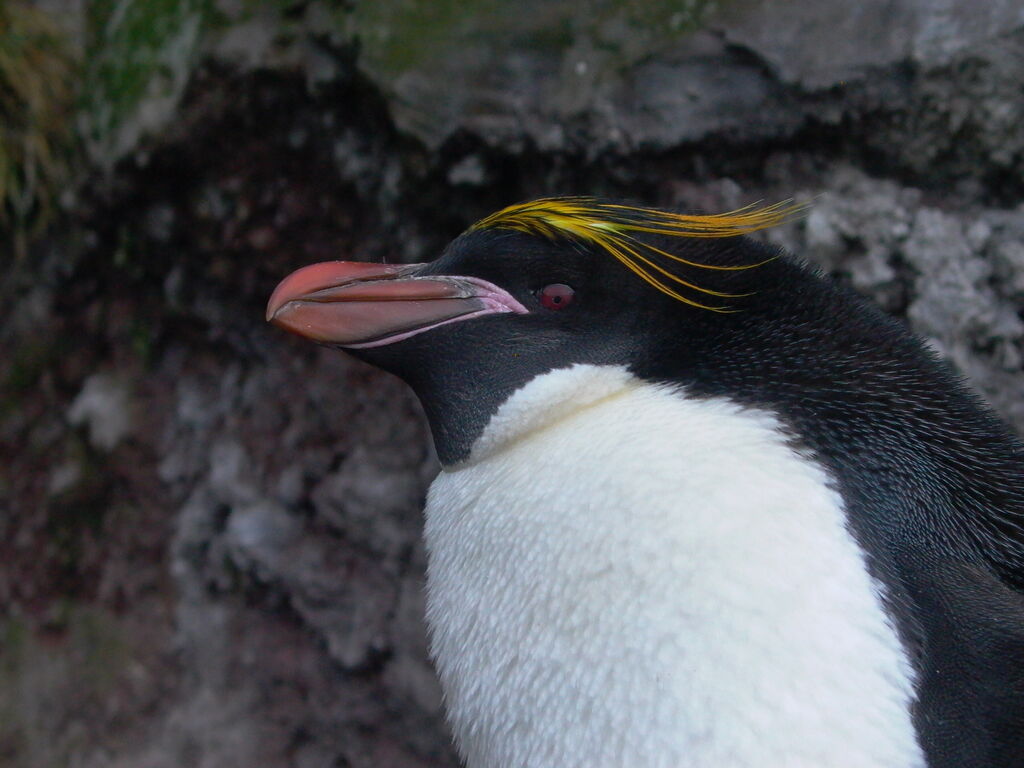 Macaroni Penguinadult