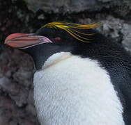 Macaroni Penguin