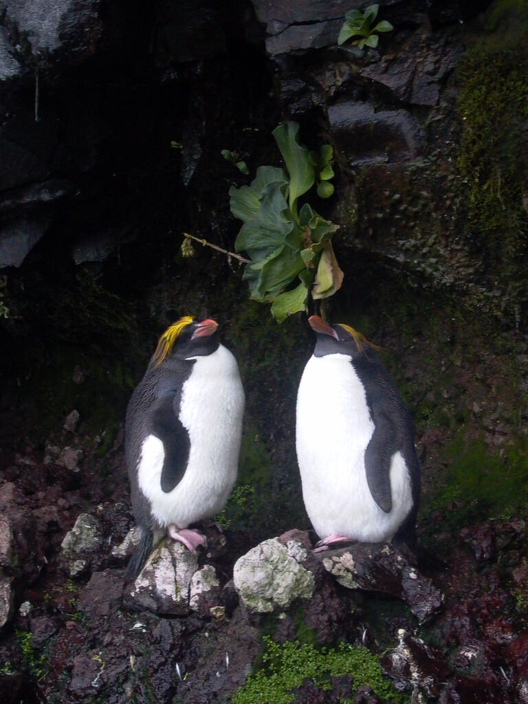 Macaroni Penguin adult