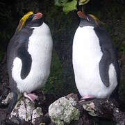 Macaroni Penguin