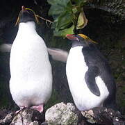 Macaroni Penguin