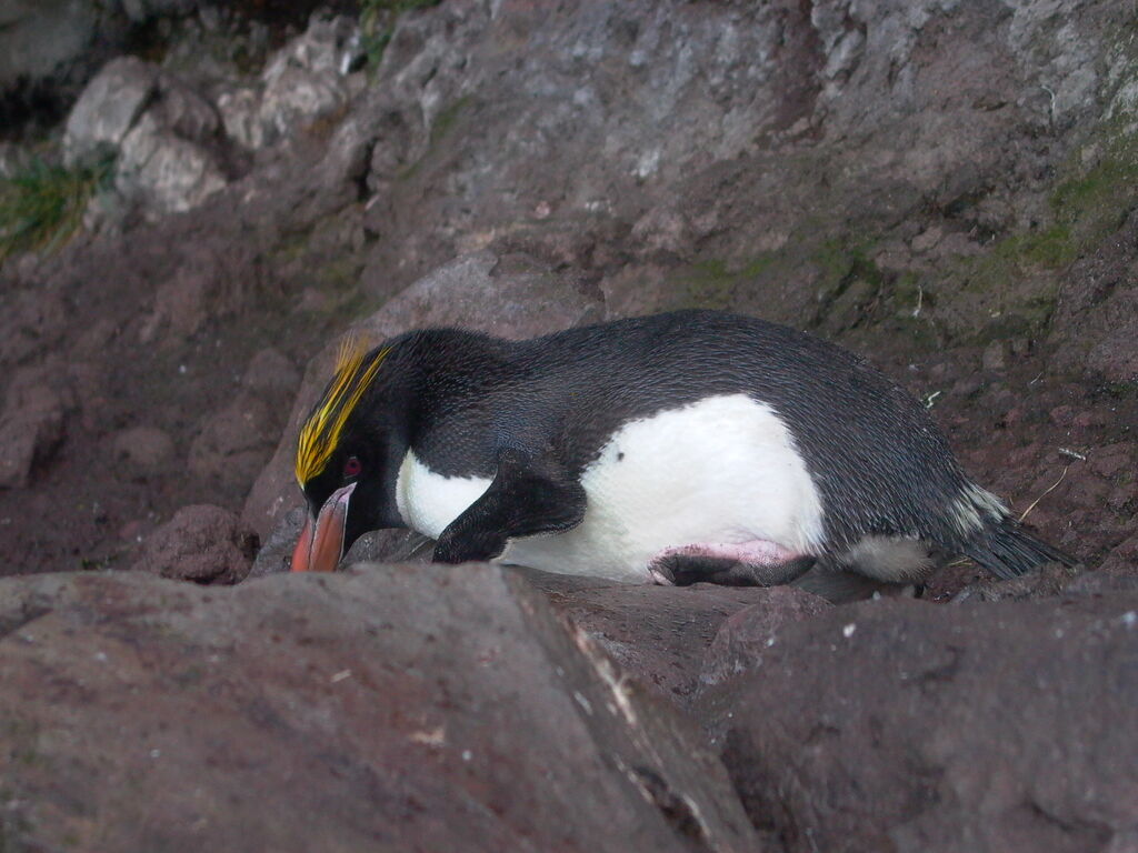 Macaroni Penguinadult