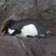 Macaroni Penguin