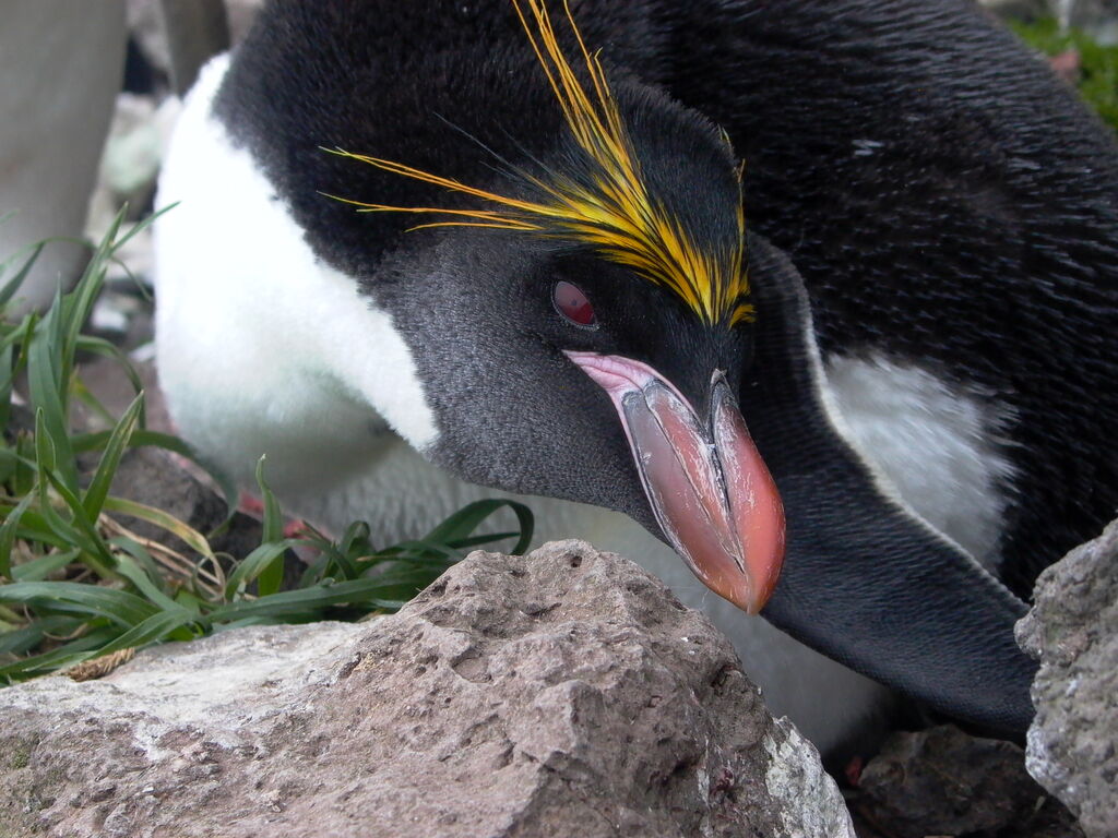 Macaroni Penguinadult