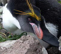 Macaroni Penguin