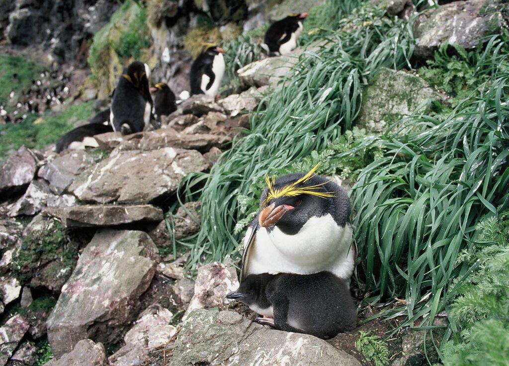 Macaroni Penguin