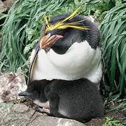 Macaroni Penguin