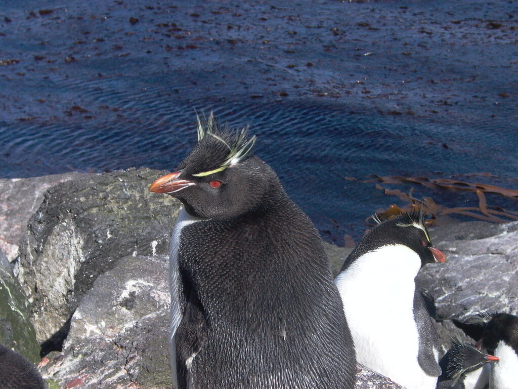 Southern Rockhopper Penguin