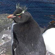 Southern Rockhopper Penguin