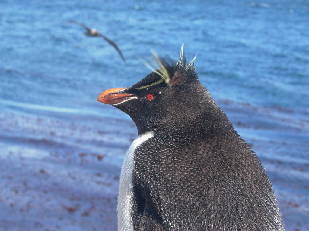 Gorfou sauteur