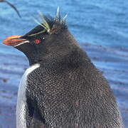 Southern Rockhopper Penguin