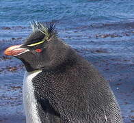 Southern Rockhopper Penguin