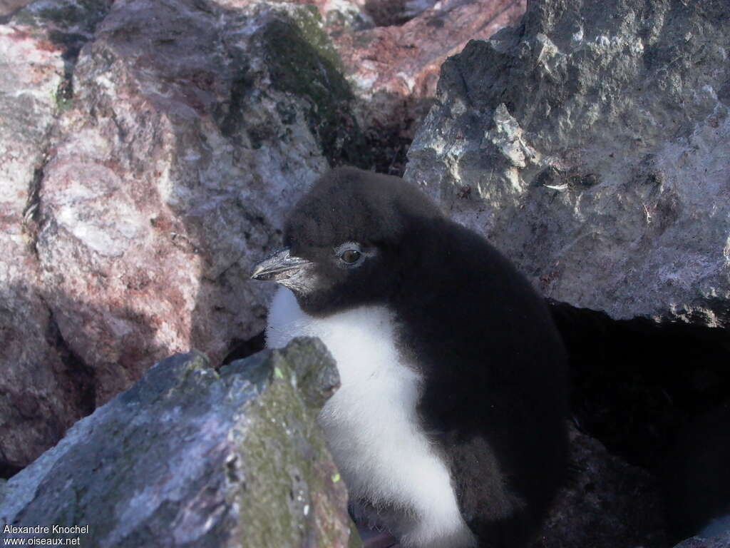 Southern Rockhopper PenguinPoussin, habitat, pigmentation