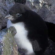 Southern Rockhopper Penguin