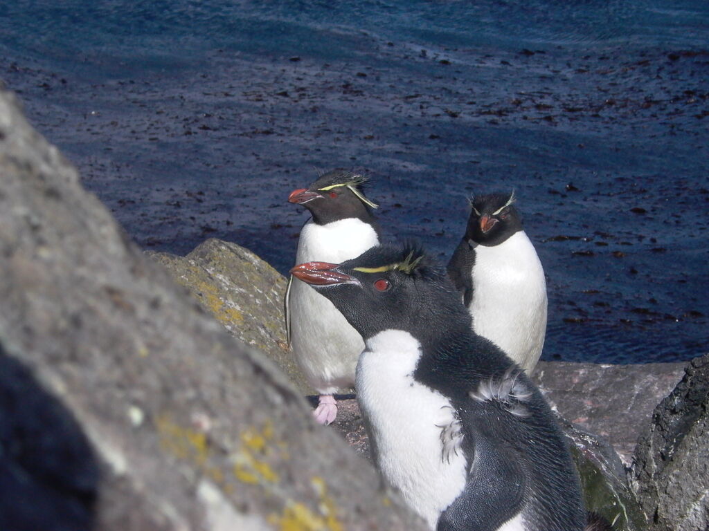 Southern Rockhopper Penguin