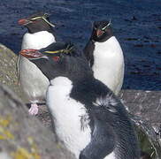 Southern Rockhopper Penguin