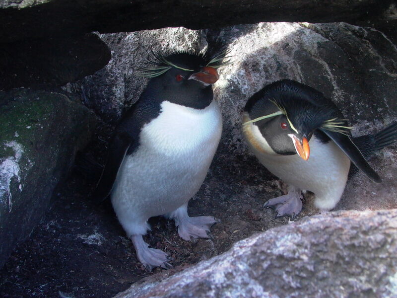 Southern Rockhopper Penguin 