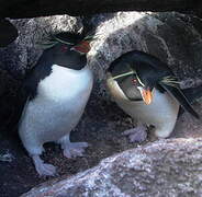 Southern Rockhopper Penguin