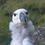 Albatros à sourcils noirs