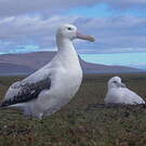 Albatros hurleur