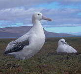 Albatros hurleur