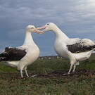 Albatros hurleur