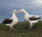 Albatros hurleur