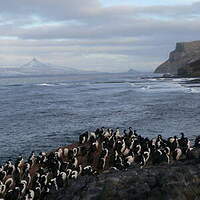 Cormoran des Kerguelen