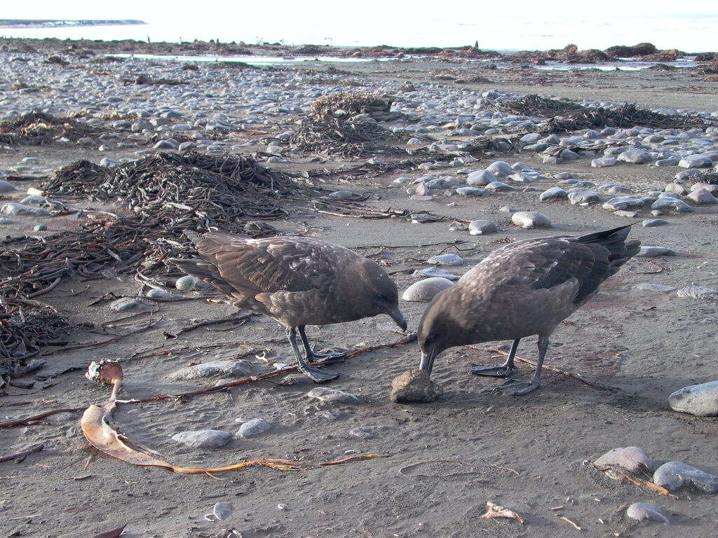 Brown Skua (lonnbergi)