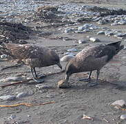 Brown Skua (lonnbergi)