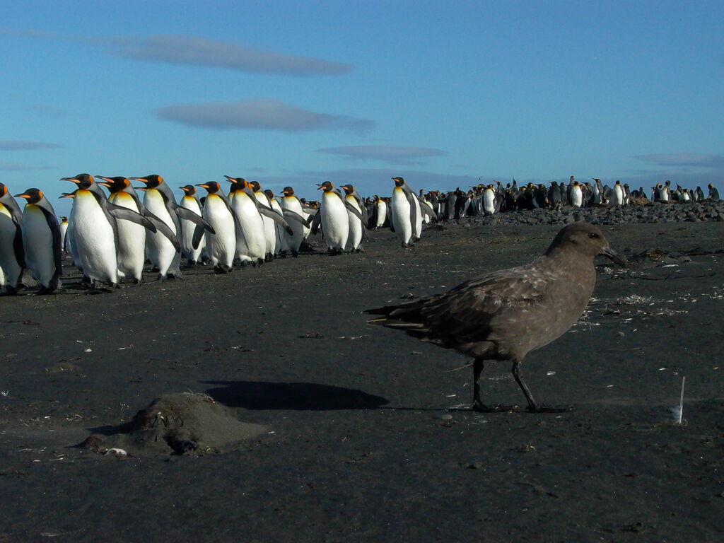 Brown Skua (lonnbergi)